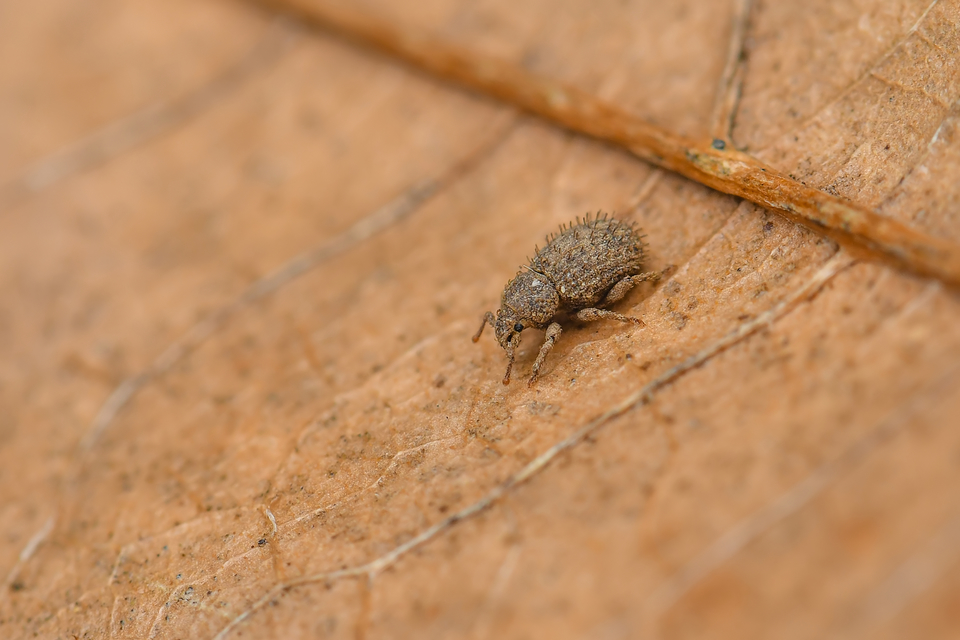 Trachyphloeus parallelus - pompás éjiormányos