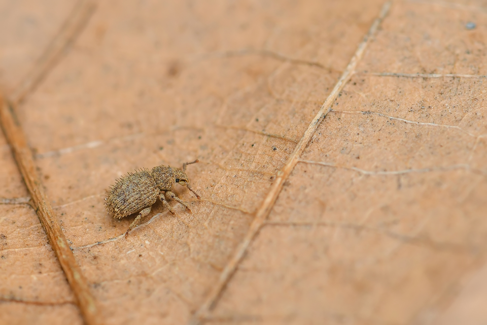 Trachyphloeus parallelus - pompás éjiormányos