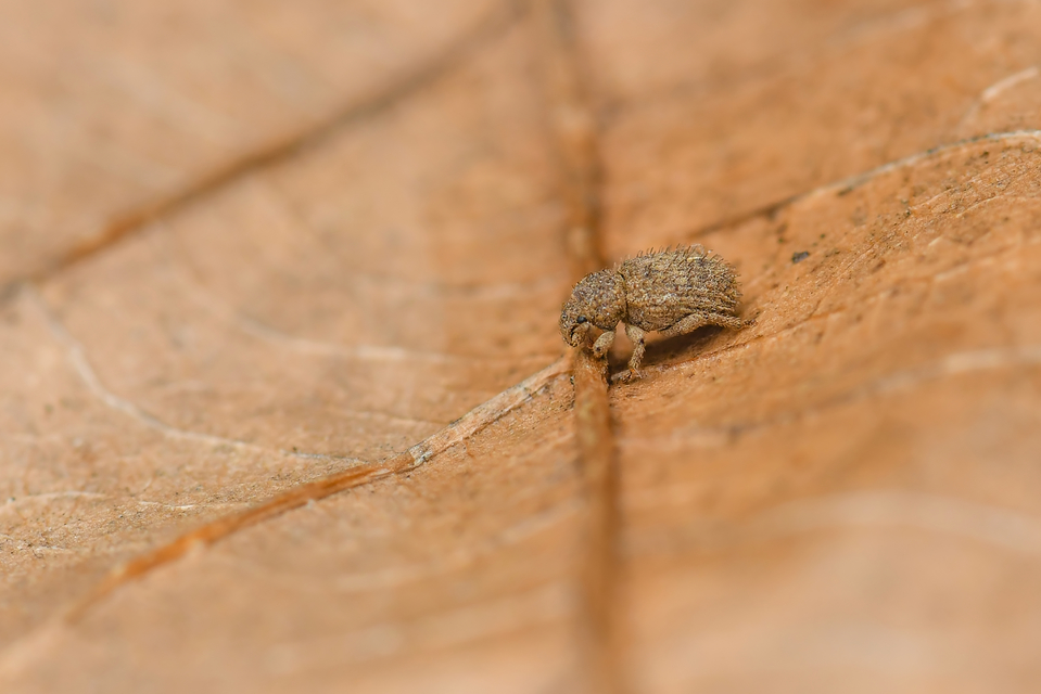 Trachyphloeus parallelus - pompás éjiormányos
