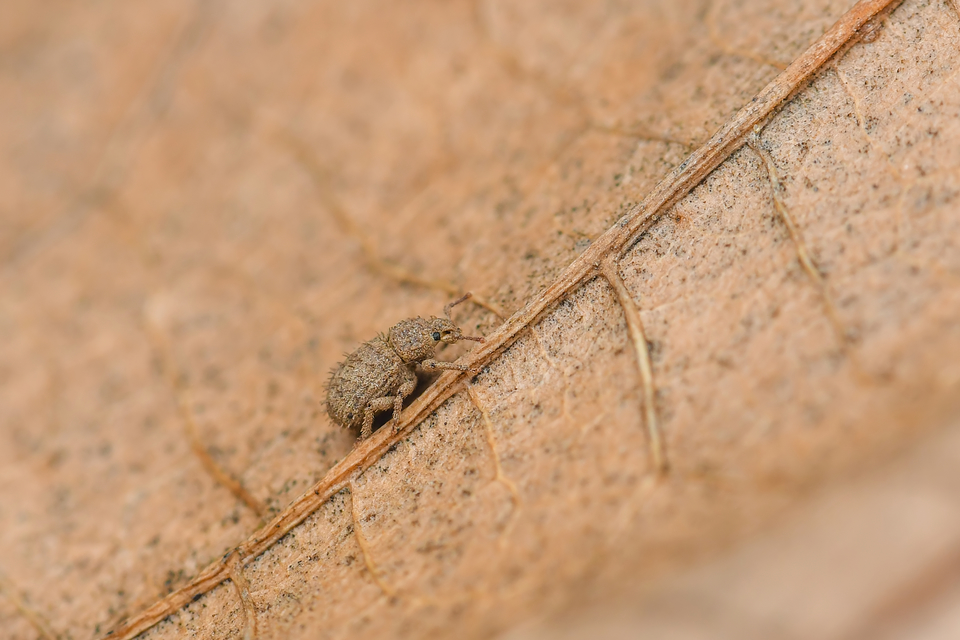 Trachyphloeus parallelus - pompás éjiormányos