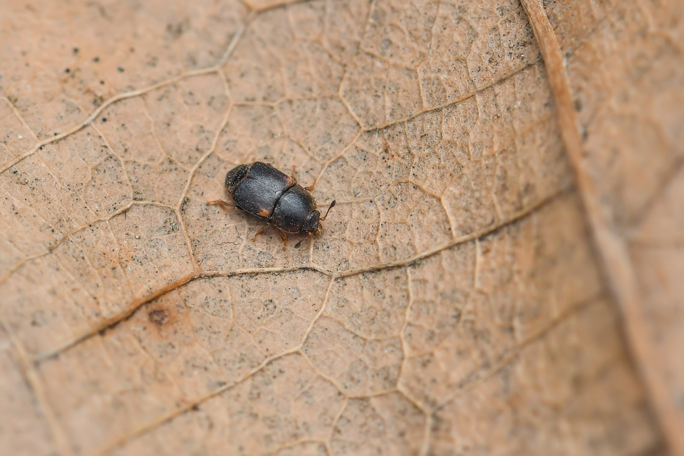 Urophorus humeralis - vállfoltos gyümölcsfénybogár Urophorus humeralis - vállfoltos gyümölcsfénybogár