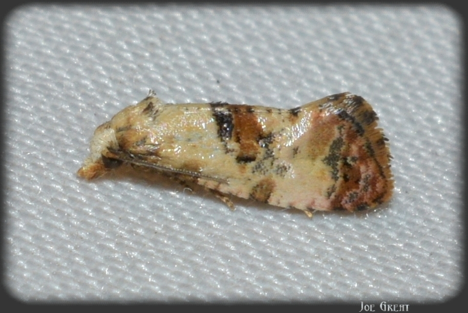 Neocochylis hybridella - keserűgyökér-fúrómoly Neocochylis hybridella - keserűgyökér-fúrómoly
