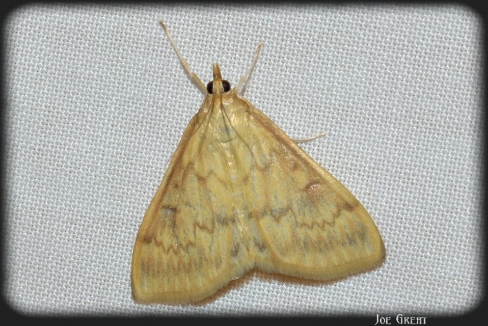 Ostrinia nubilalis - kukoricamoly
