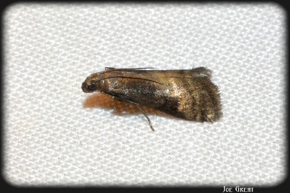 Pyralidae - fényiloncák