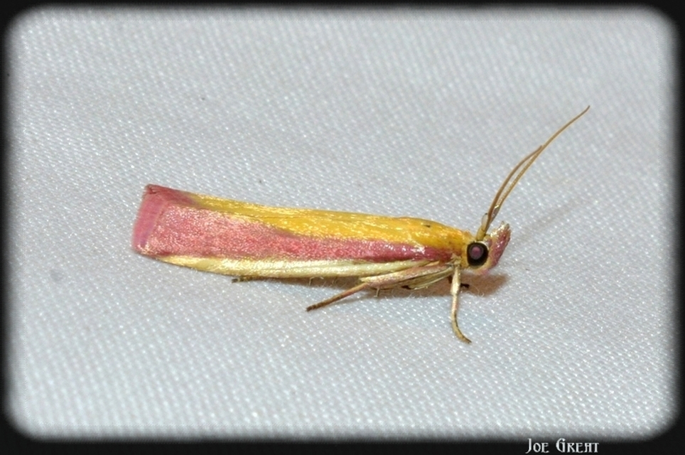 Oncocera semirubella - lucernamoly