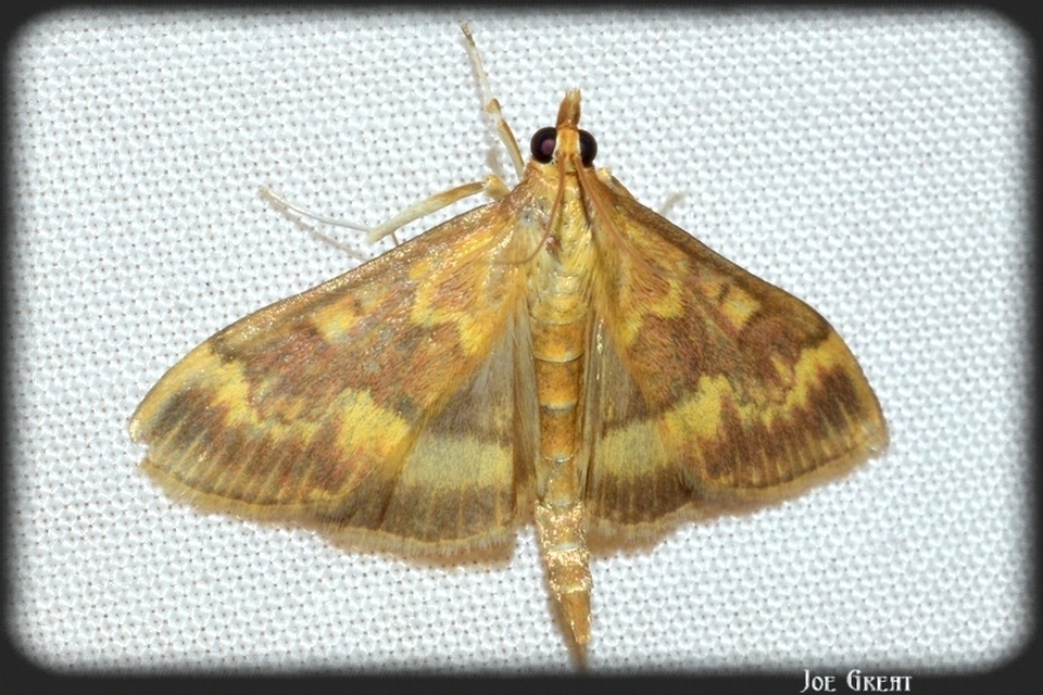 Ostrinia nubilalis - kukoricamoly
