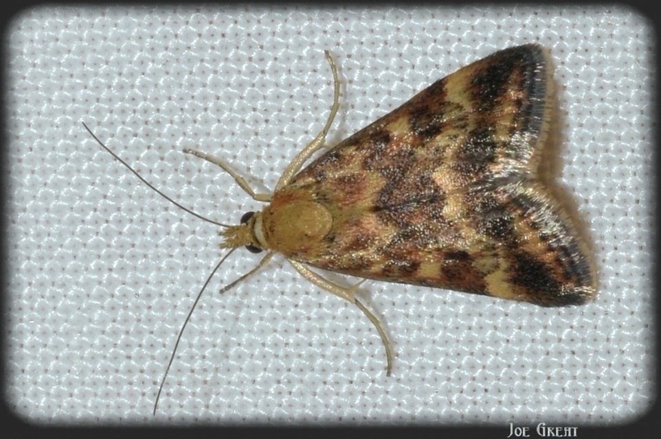 Pyrausta despicata - réti bíbormoly