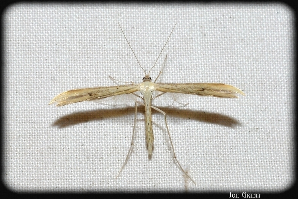 Pterophoridae - tollasmolyfélék
