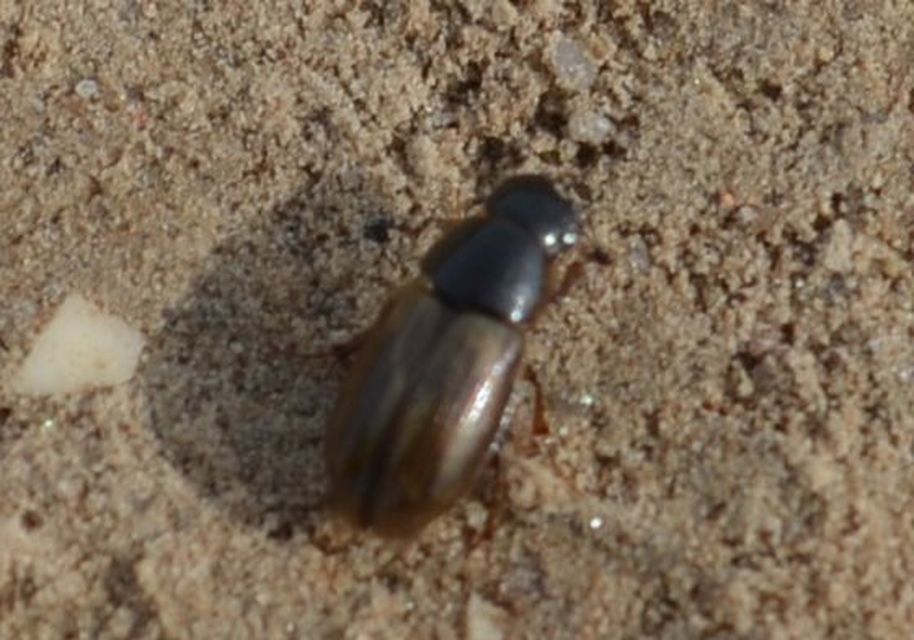 Aphodius prodromus - sárgalábú trágyabogár