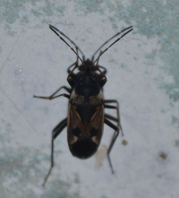 Rhyparochromus vulgaris - közönséges díszesbodobács