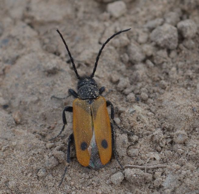 Apalus bimaculatus - kétfoltos élősdibogár