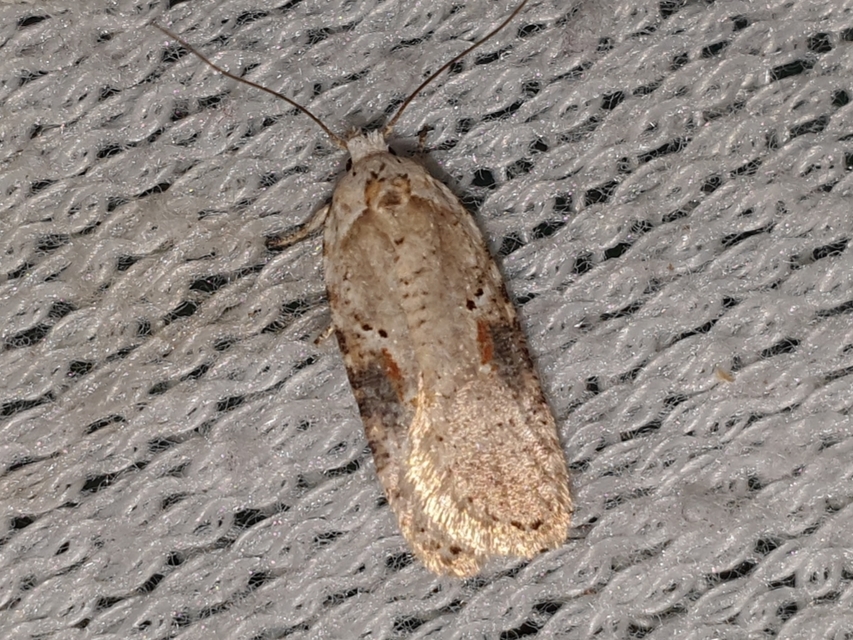 Agonopterix alstromeriana - bürök-laposmoly