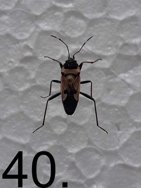 Raglius confusus