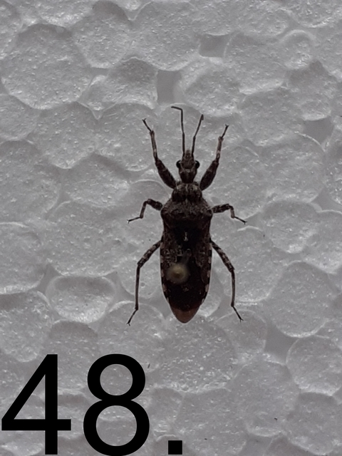 Coranus
