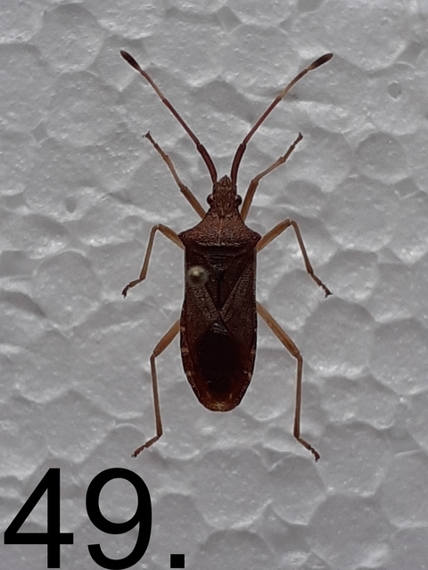 Gonocerus acuteangulatus - aranypetés karimáspoloska