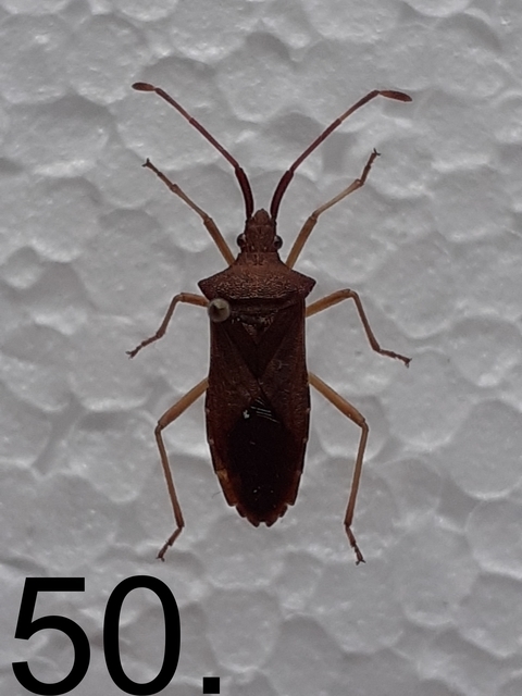 Gonocerus acuteangulatus - aranypetés karimáspoloska