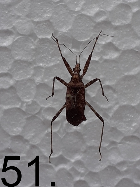 Himacerus