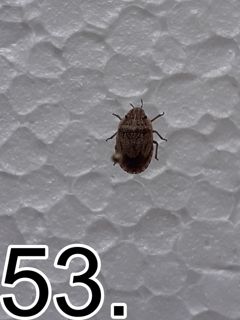 Sciocoris Sciocoris