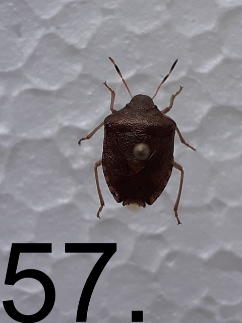 Peribalus strictus - tavaszi címerespoloska Peribalus strictus - tavaszi címerespoloska