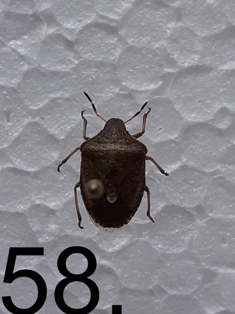 Peribalus strictus - tavaszi címerespoloska Peribalus strictus - tavaszi címerespoloska