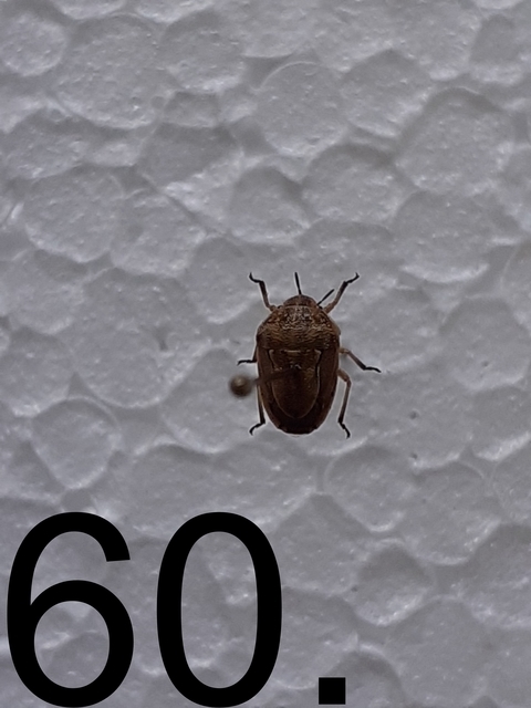 Neottiglossa Neottiglossa