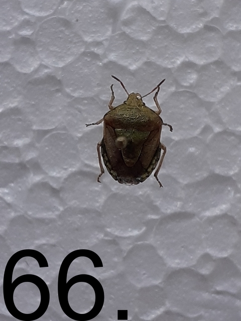 Antheminia Antheminia