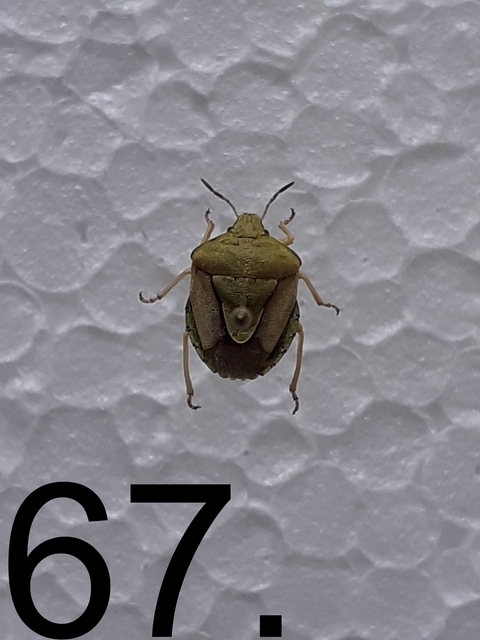 Antheminia Antheminia