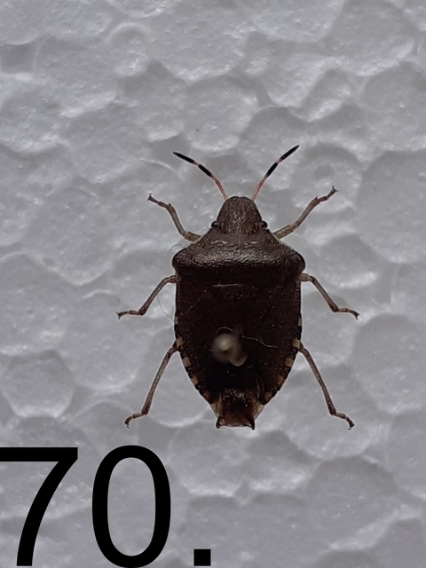 Peribalus strictus - tavaszi címerespoloska Peribalus strictus - tavaszi címerespoloska