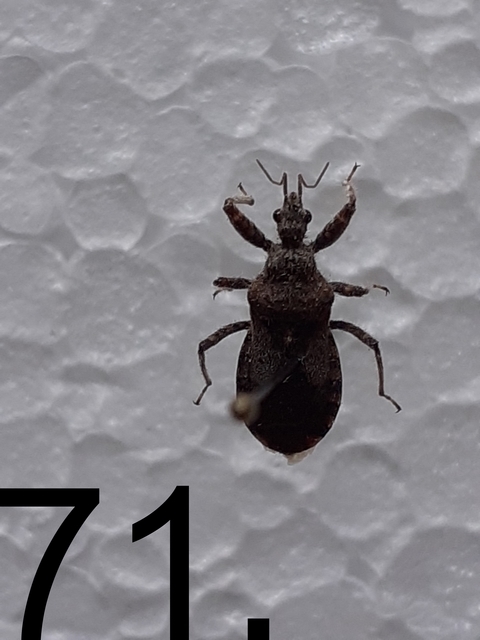Coranus