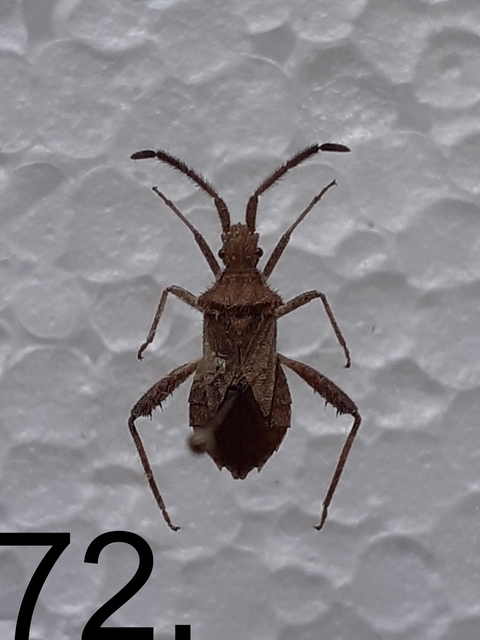 Coriomeris