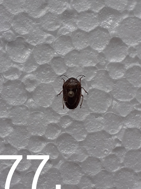 Neottiglossa Neottiglossa