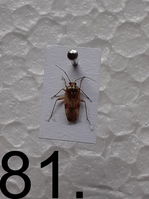 Lygus pratensis - változó mezeipoloska