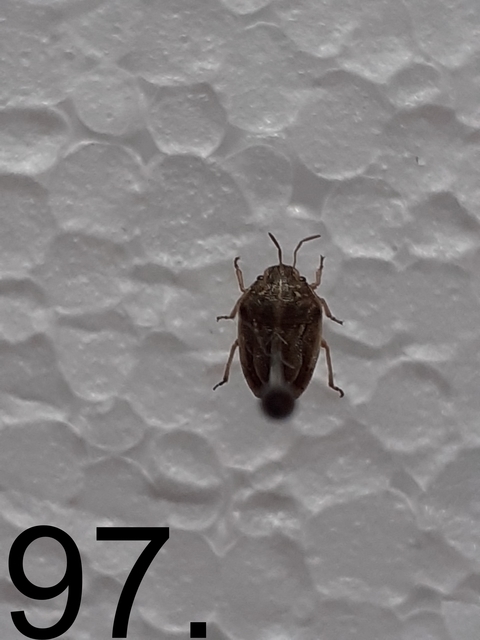 Neottiglossa Neottiglossa