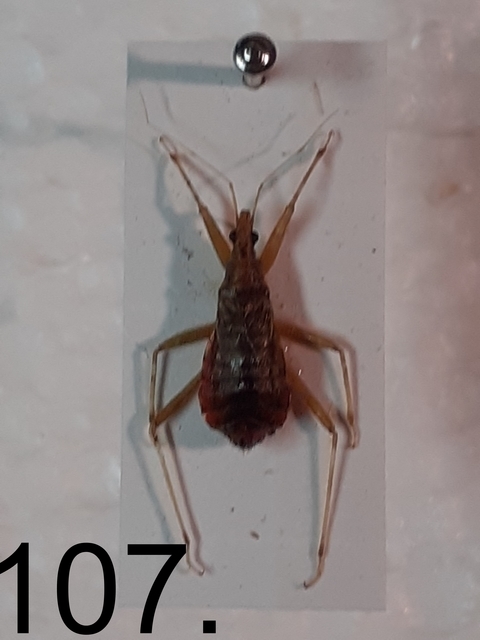 Himacerus