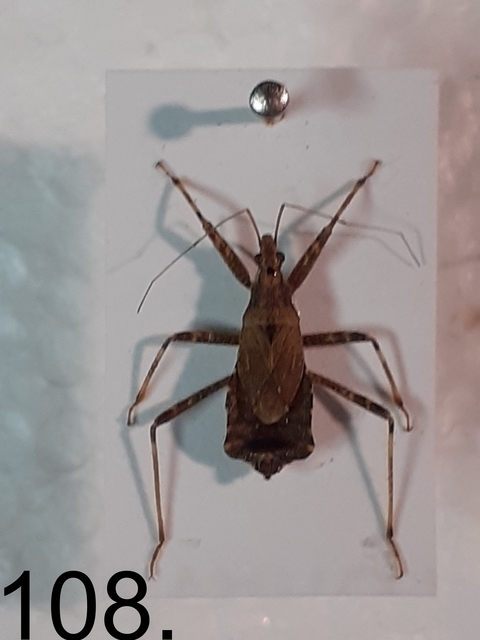 Himacerus mirmicoides - csalán-tolvajpoloska