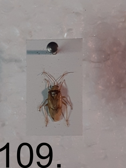 Lygus rugulipennis - molyhos mezeipoloska