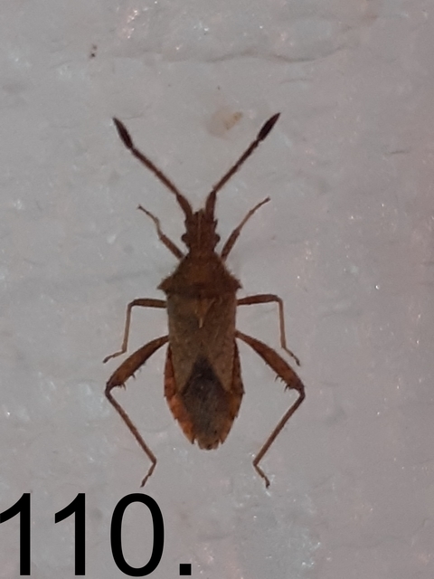 Coriomeris