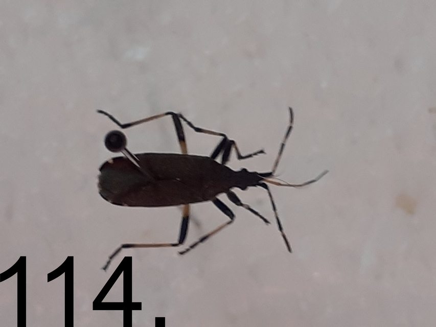 Stenocephalidae - gyűrűspoloskák