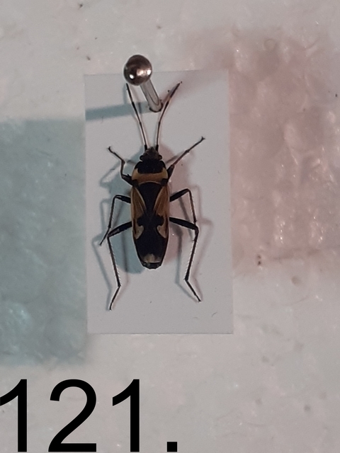 Raglius confusus