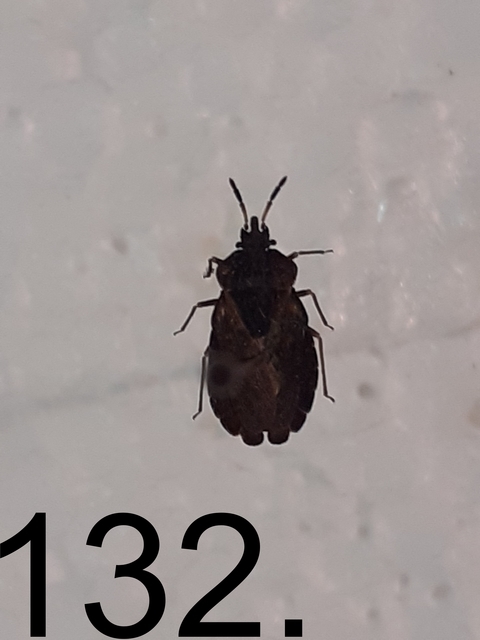 Aradus distinctus