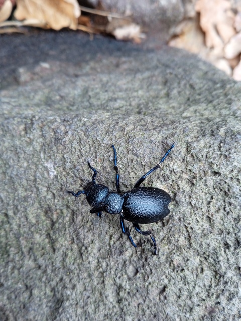 Meloe proscarabaeus - közönséges nünüke