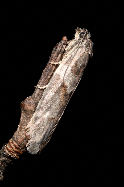 Tortricodes alternella - tavaszi sodrómoly
