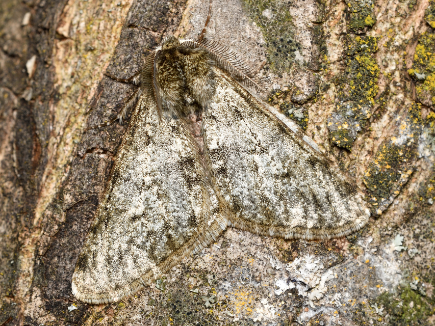 Apocheima pilosaria - zöldes tavasziaraszoló
