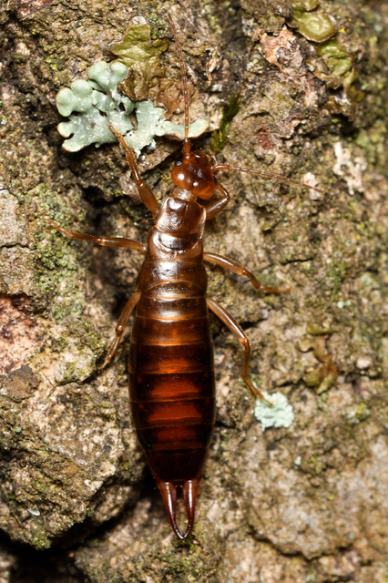 Chelidurella acanthopygia  - erdei fülbemászó