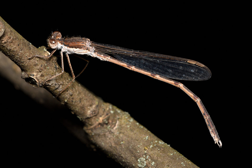 Sympecma fusca - téli rablószitakötő
