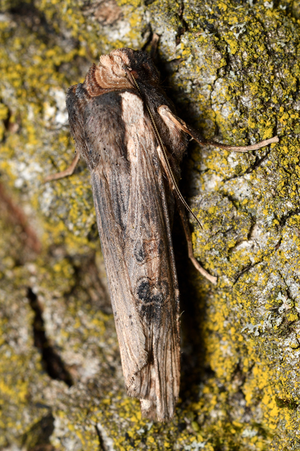 Xylena exsoleta - szürke fabagoly