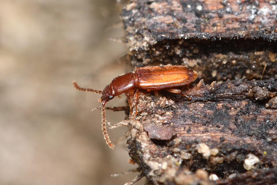 Placonotus testaceus - tölgy-szegélyeslapbogár