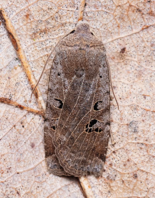 Conistra rubiginosa - szürke télibagoly