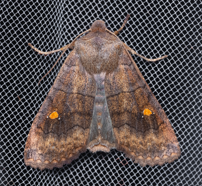 Eupsilia transversa - holdacskás télibagoly