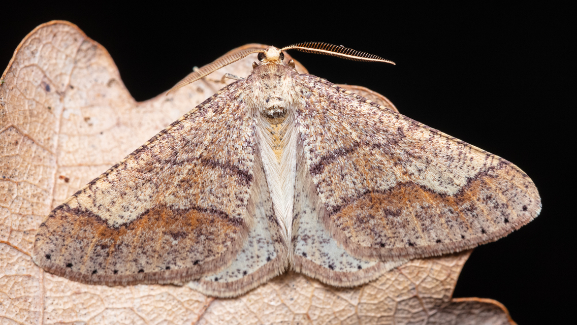 Agriopis marginaria - sárgás téliaraszoló
